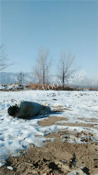 010105lh0885payo5qco1b.jpg